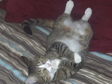 A tabby cat lying on a striped bed, belly up, with paws curled near its face, looking directly at the camera.