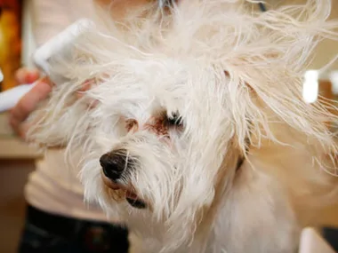 Fluffy white dog getting groomed, with messy hair being brushed by a person at a pet spa.