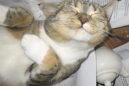 A content tabby cat lying on papers with eyes closed, appearing relaxed and happy.