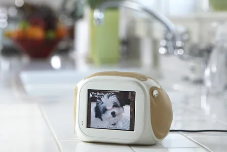 Digital photo frame on a kitchen counter displaying a small black and white dog with blurred kitchen background.