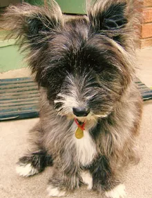 A fluffy black and white dog with large ears and a red collar sits on a mat outdoors.