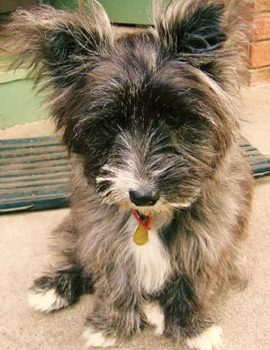 A fluffy black and white dog with large ears and a red collar sits on a mat outdoors.