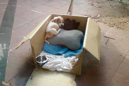 A puppy sleeping on a plush toy in a cardboard box with a blanket and water bowl.