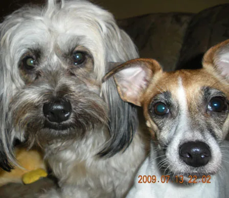 Two dogs close together indoors; one with long gray and white fur, the other with short brown and white fur.