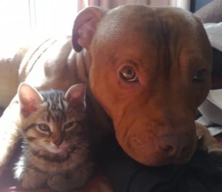 A brown dog and a tabby kitten snuggling together on a bed in soft lighting.