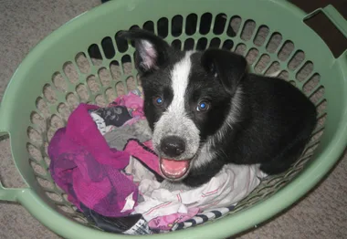 A black and white puppy sitting in a green laundry basket with clothes, looking up with a playful expression.