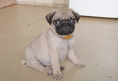 Cute pug puppy sitting on the floor, looking up with large eyes.