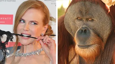 Two-panel image: a woman bites a lace item on the left, and an orangutan gazes forward on the right.