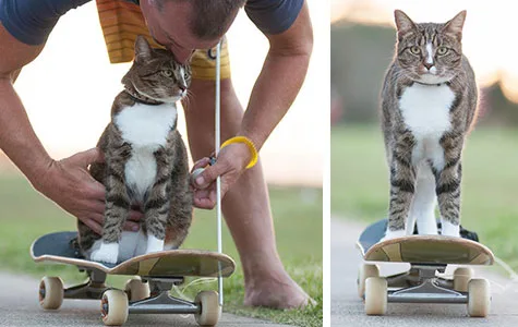 Man assists tabby cat on skateboard; cat stands confidently on board in park setting.