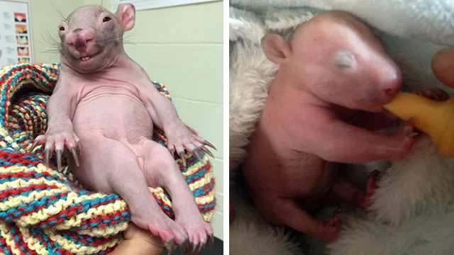"Rescued baby wombat wrapped in blanket, showing full recovery progress and drinking milk."