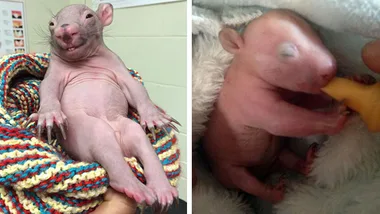 "Rescued baby wombat wrapped in blanket, showing full recovery progress and drinking milk."