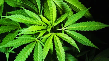 Cannabis plant with vibrant green leaves, related to NSW medicinal marijuana legalization plans.