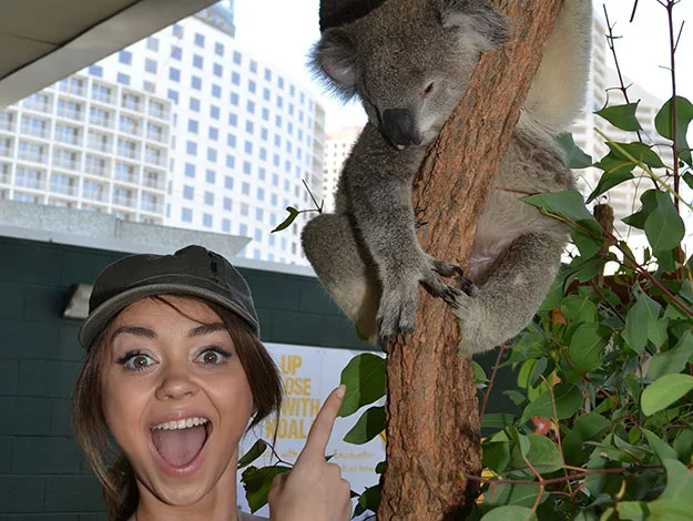 Person excitedly pointing at a sleeping koala clinging to a tree.