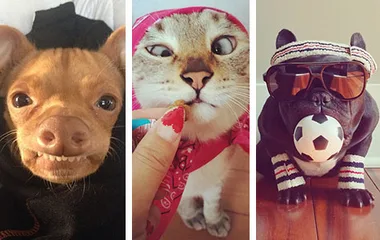 A trio of pets: a small dog with a grin, a cat being fed a treat, and a bulldog wearing sunglasses and a headband.