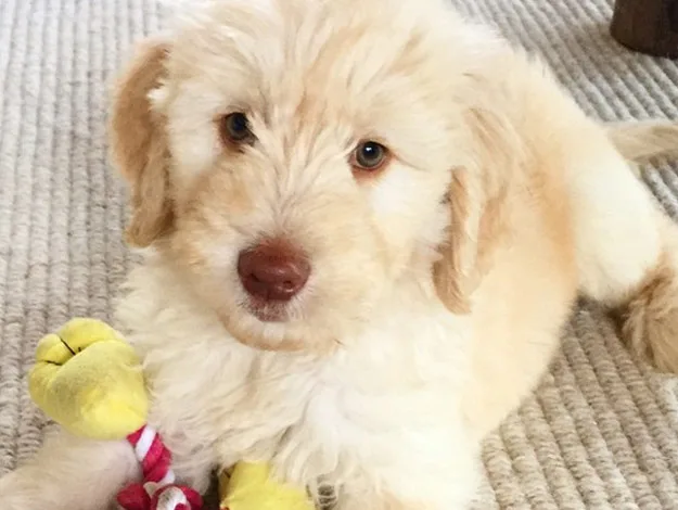 Fluffy cream-colored puppy lying on a beige carpet with a yellow toy.