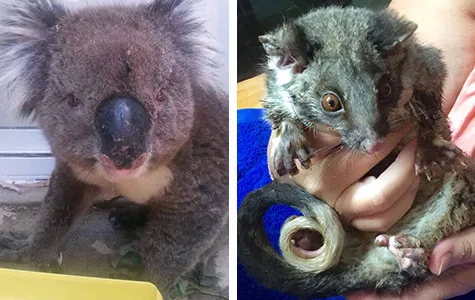 Koala and possum rescued from South Australia bushfires; koala stands, possum cradled in hands.