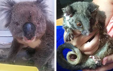 Koala and possum rescued from South Australia bushfires; koala stands, possum cradled in hands.