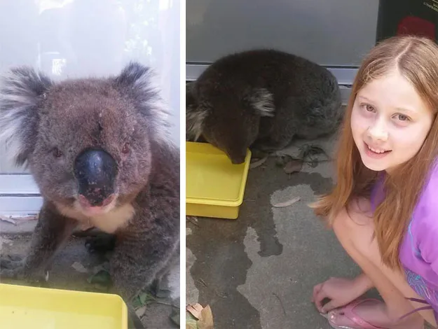 Koala drinking from a yellow dish with a young girl smiling nearby.