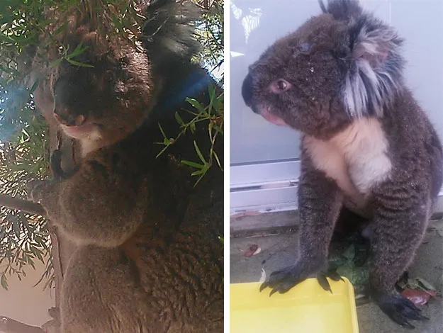 Koala on the left in a tree, and another koala on the right sitting near a plastic container.