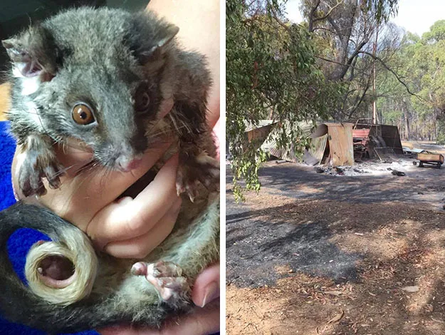 A rescued possum held by hands on the left, and the aftermath of a forest fire on the right showing a charred landscape.
