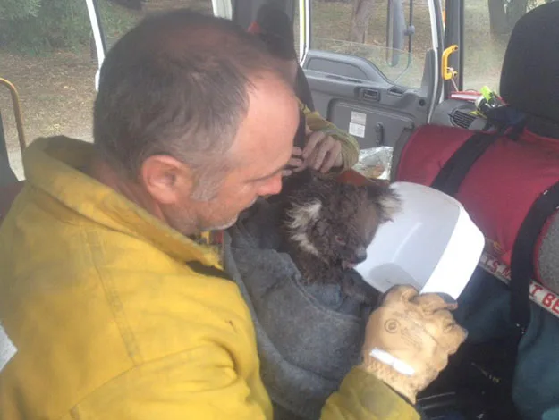 Firefighter holding a koala wrapped in a blanket inside a vehicle, providing care and comfort.