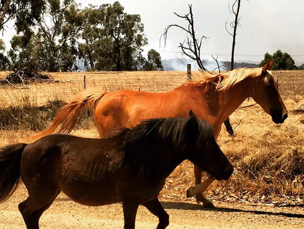 Two horses, one brown and one black, gallop along a dry rural landscape with trees and a fence in the background.