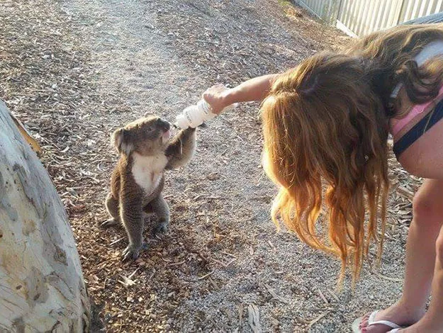 A woman with long hair feeds a standing koala from a bottle in a sunny outdoor setting.