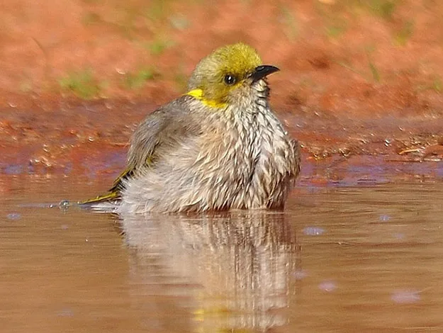 A yellow-throated honeyeater sits in shallow water, with a blurred brown and green background.