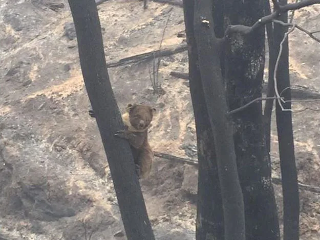Bear hugging a charred tree amidst a barren, burnt forest landscape.