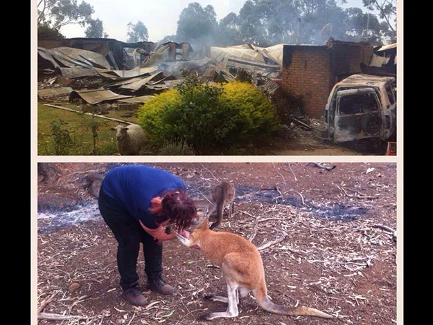 "Top: House destroyed by fire. Bottom: Person comforting a kangaroo in a burnt landscape."