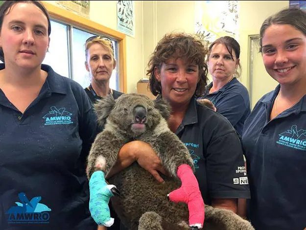 Group of women in blue shirts with logos, holding a koala with colorful bandages on its paws in an indoor setting.