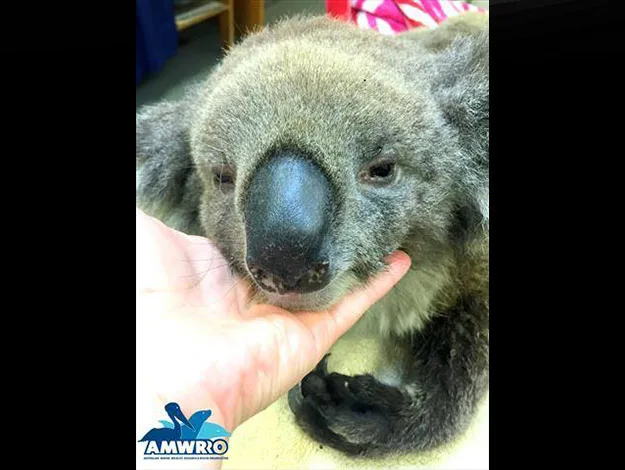 Koala with a deformed nose resting on a person's hand, AMWRRO logo in the corner.