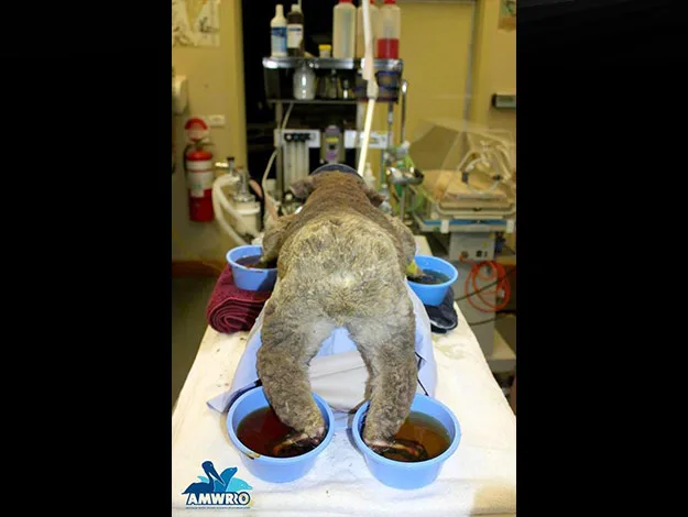 A wombat with its rear facing the camera, soaking its feet in blue bowls filled with liquid, in a medical setting.