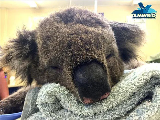 A koala resting on a towel, with eyes closed and AMWRRO logo in the top right corner.