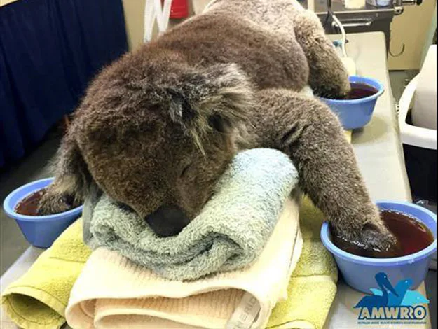 A koala receiving care, lying on towels with its paws in bowls of water for treatment.