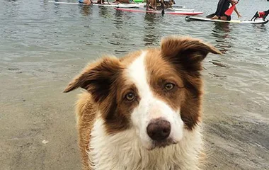 Brown and white dog on a beach with people paddleboarding in the background.