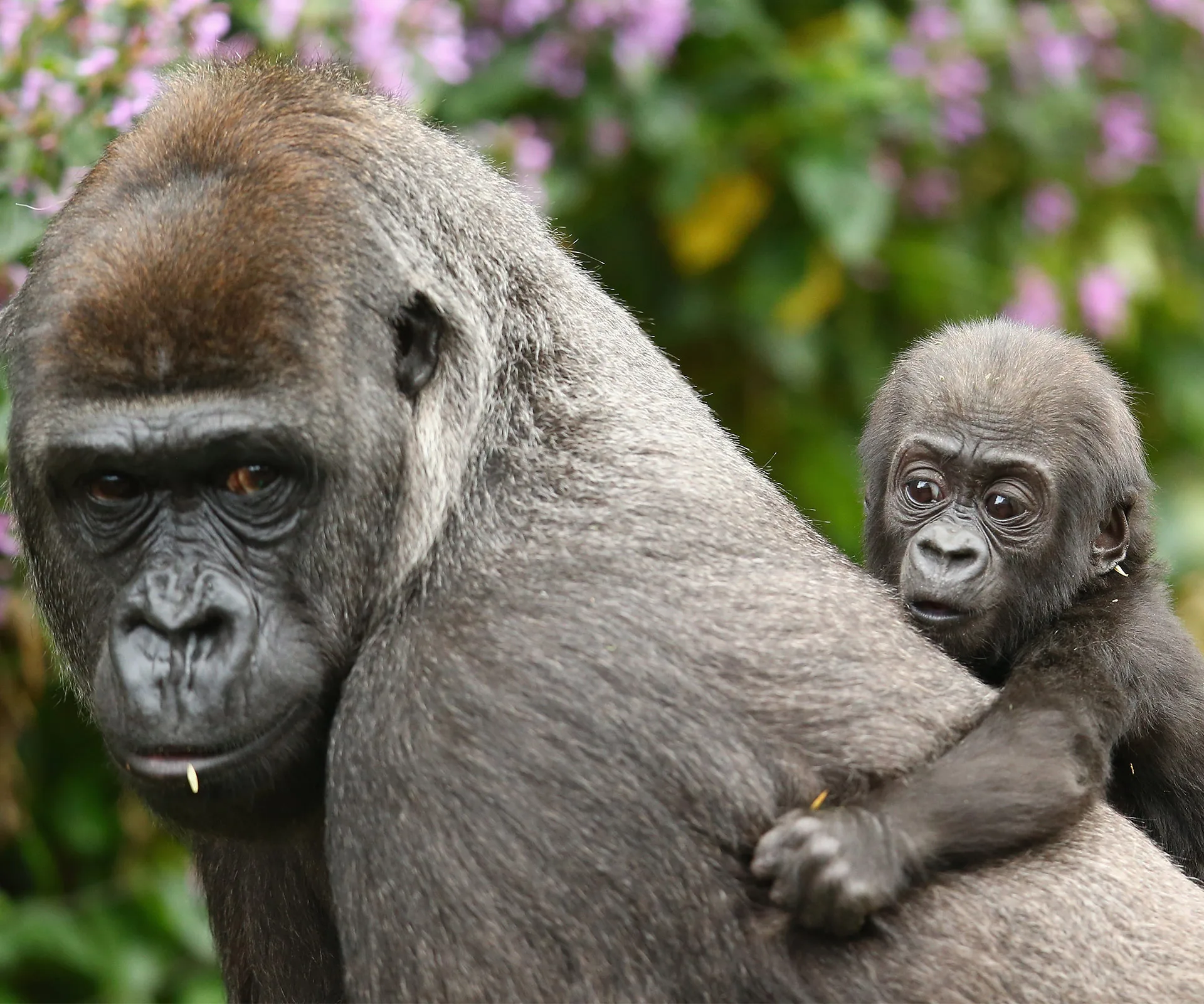 Taronga Zoo