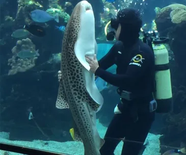 leopard shark