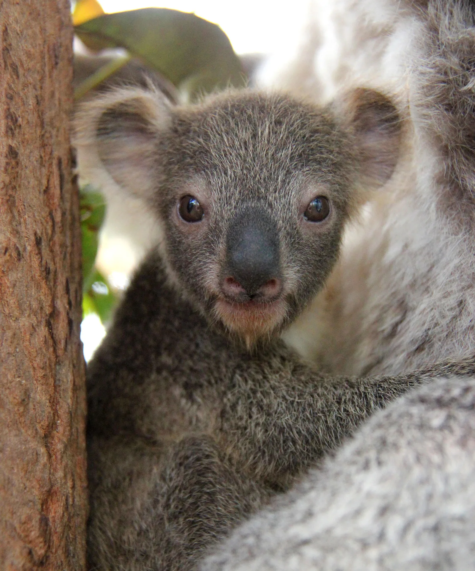 Taronga Zoo's newest Koala joey