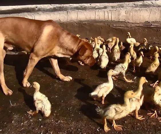 Dug the duck protecting dog