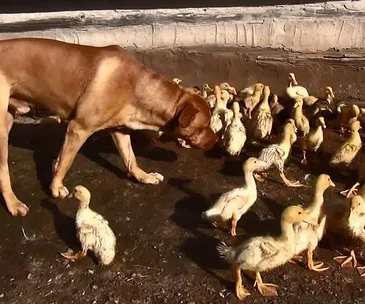 Dug the duck protecting dog 