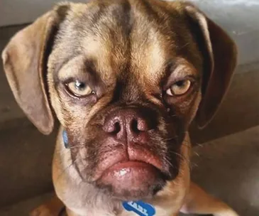 Earl the Grumpy Puppy 