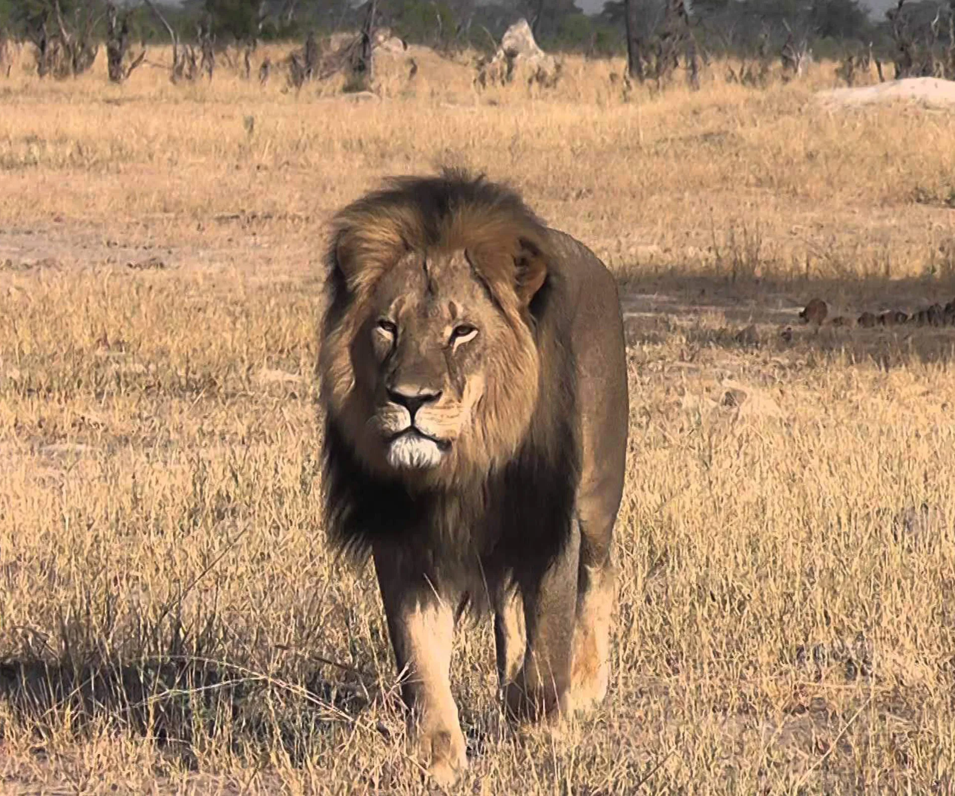 Cecil the lion