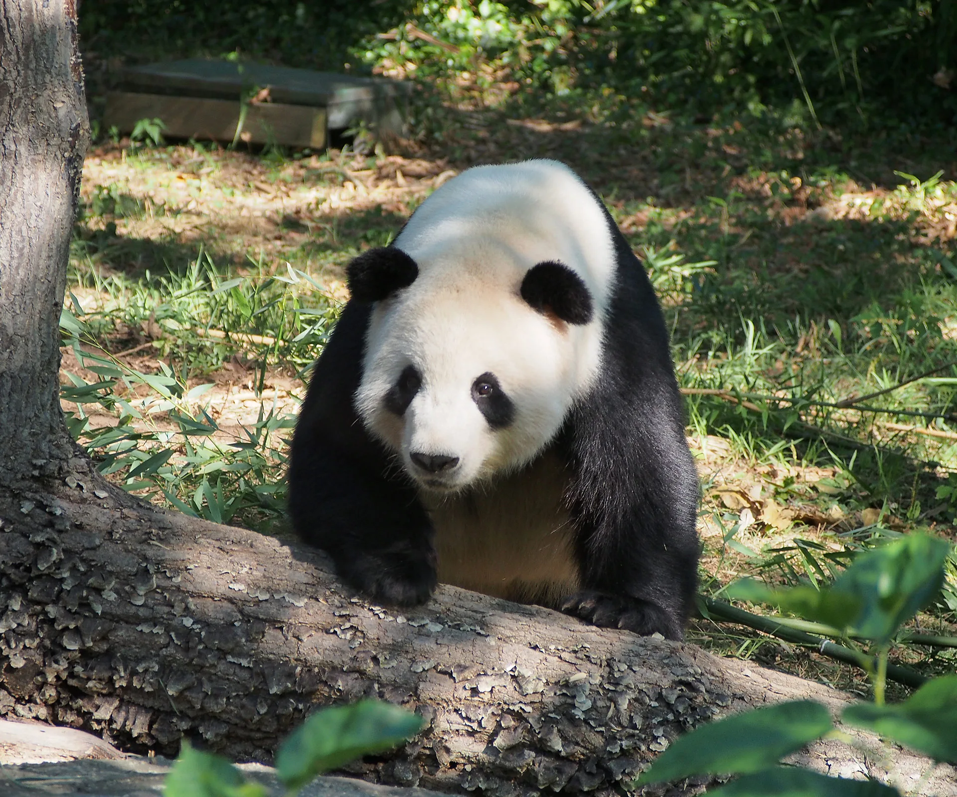 Panda Mei Xiang