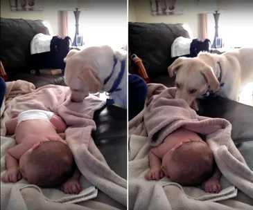 Dog tucks in baby