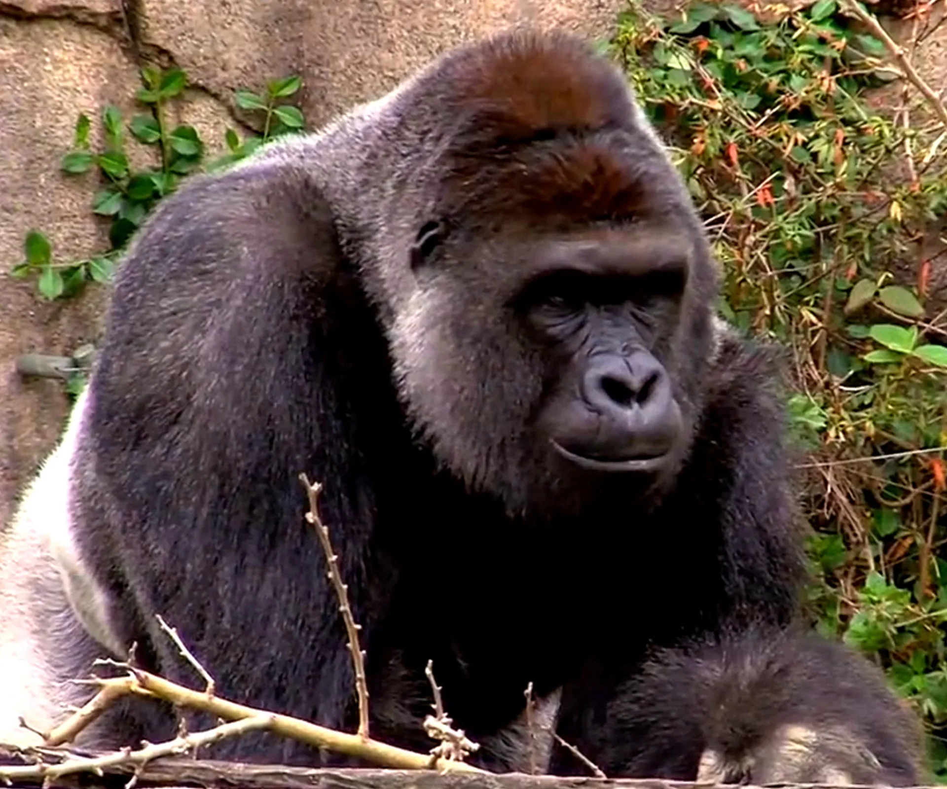 Gorilla