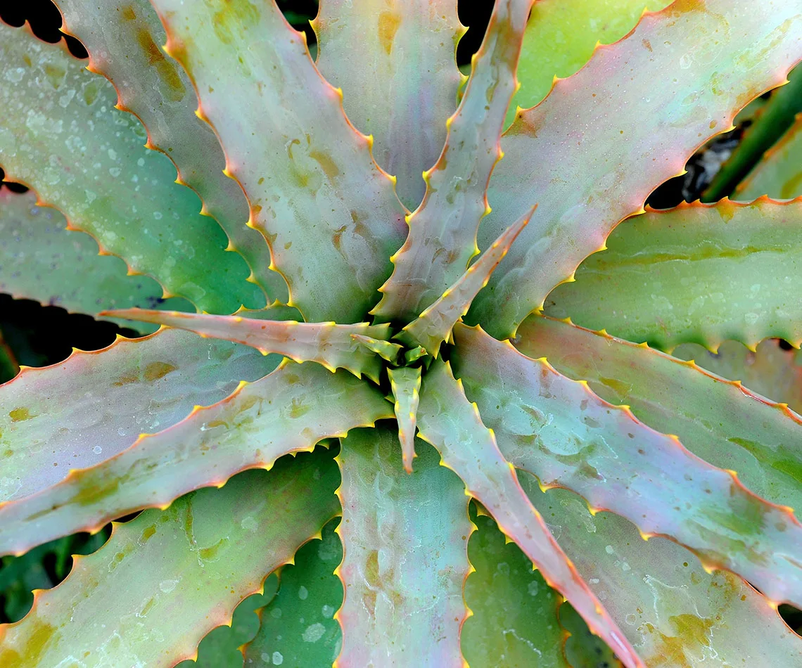 Aloe Vera