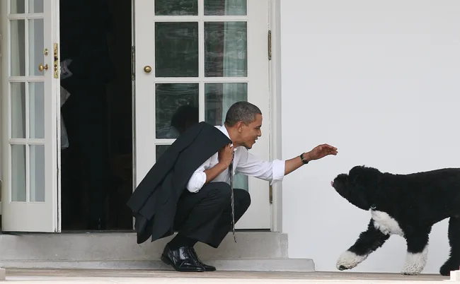 Person in a suit interacts with a black and white dog outside a building with glass doors.
