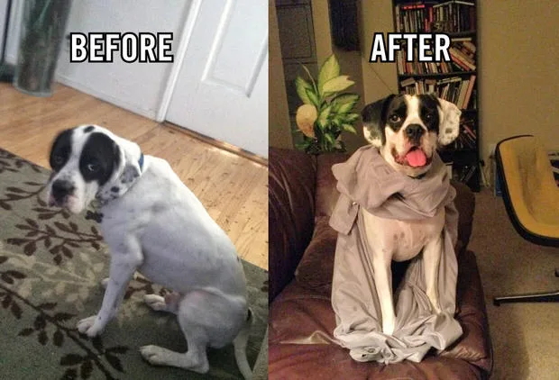 "Before and after image of a black and white dog, sad on the left, happy with a blanket on the right."