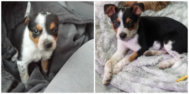 Two images of a black, white, and tan puppy with floppy ears on a gray blanket.